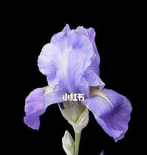 鸢尾花花语是什么？鸢尾花的象征意义有哪些？