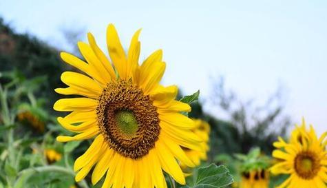 向日葵花语是什么？向日葵寓意有哪些常见问题解答？