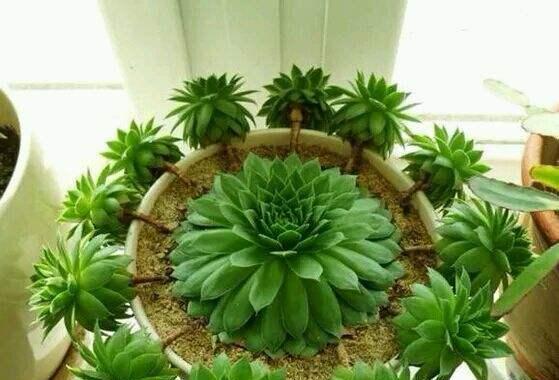 观音莲的花语和寓意有哪些常见问题解答？
