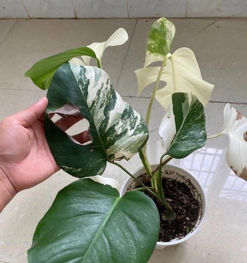龟背竹的花语意义是什么？如何养护才能开花？