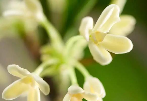 桂花的花语是什么？桂花寓意着什么含义？