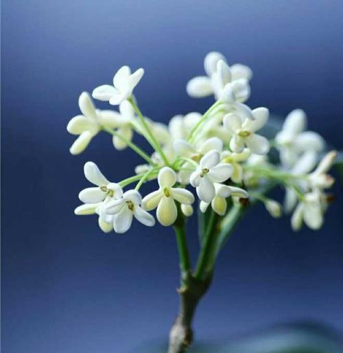 桂花的花语是什么？桂花寓意着什么含义？