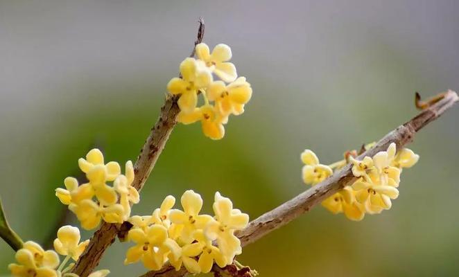 桂花的花语是什么？如何用桂花表达情感？