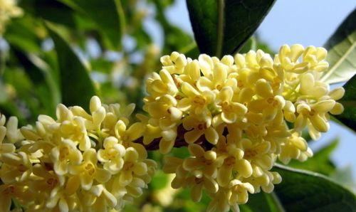 桂花的寓意是什么？如何用桂花表达情感？
