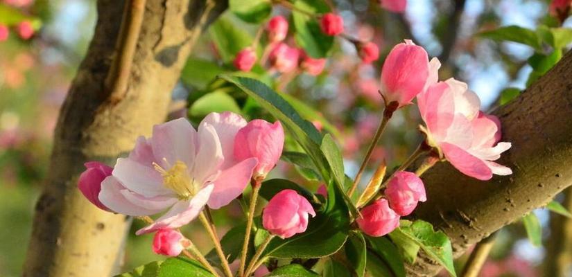 海棠花的花语是什么？它象征着什么含义？