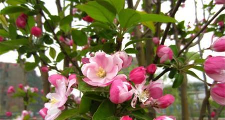 海棠花的花语是什么？它象征着什么含义？