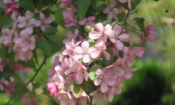 海棠花代表什么意思？海棠花的花语和象征意义是什么？