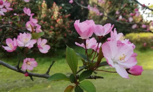 海棠花代表什么意思？海棠花的花语和象征意义是什么？