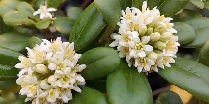海桐花的花语有哪些含义？