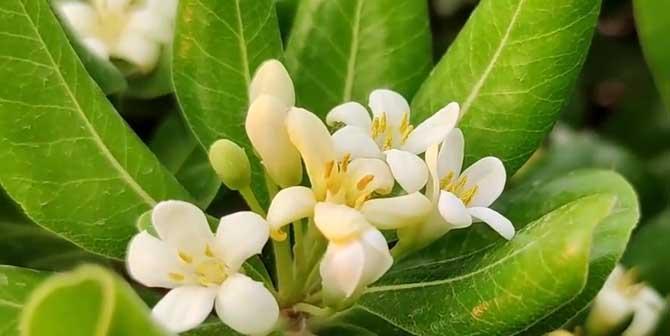 海桐花的花语有哪些含义？