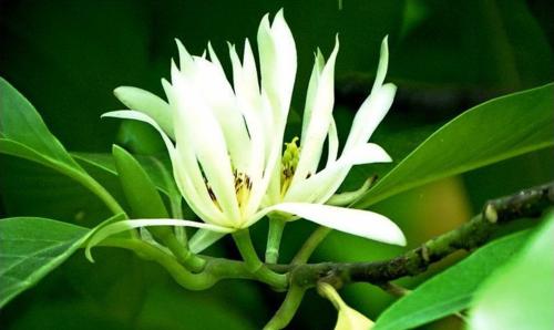 含笑花的寓意是什么？如何正确解读含笑花的象征意义？