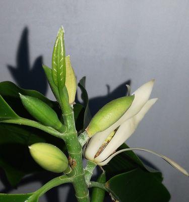 含笑花的寓意是什么？如何正确解读含笑花的象征意义？
