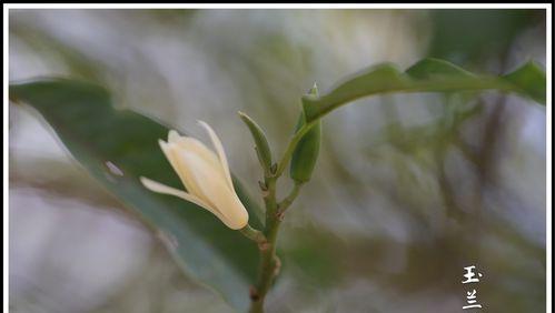 含笑花的花语是什么？如何正确解读含笑花的含义？