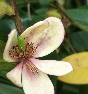含笑花的花语是什么？含笑花背后有哪些动人故事？