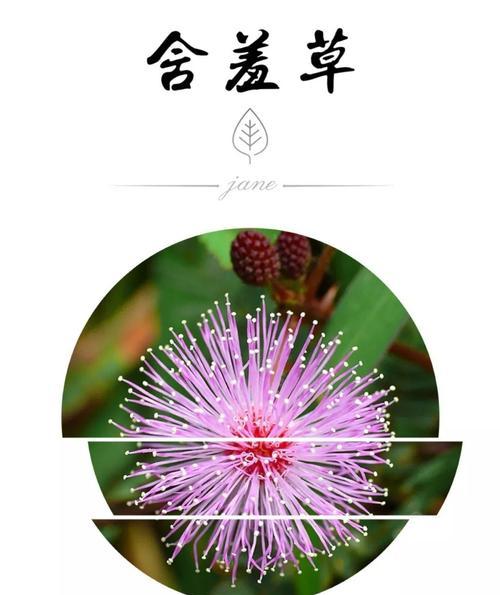 含羞草的花语是什么？含羞草的花语有哪些含义？