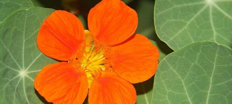 旱金莲花语是什么意思？如何解读旱金莲花的花语含义？