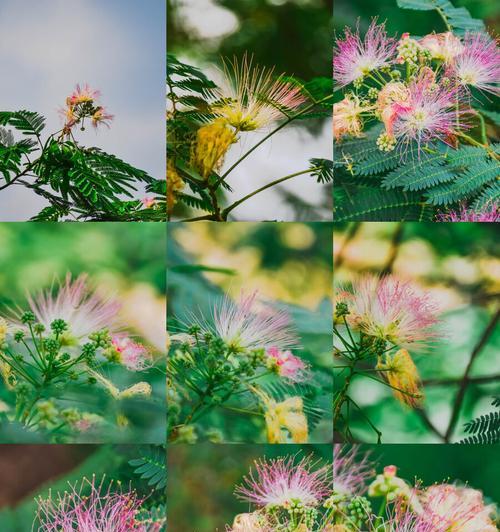 合欢花语是什么意思？合欢花代表了哪些情感？