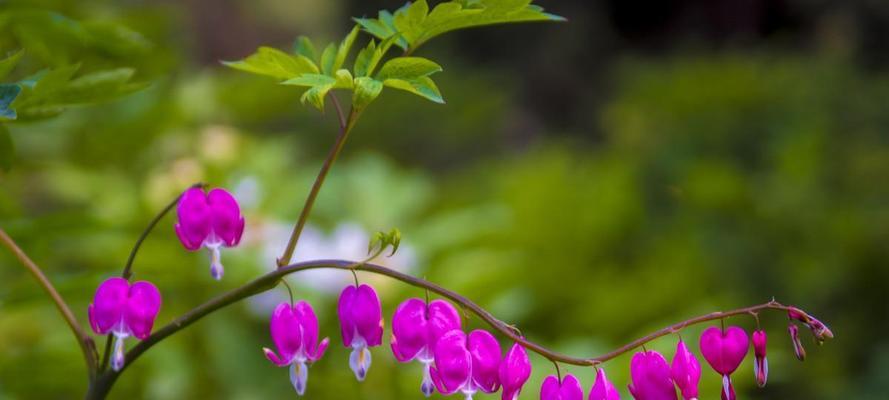 荷包牡丹的花语是什么？它象征着什么意义？