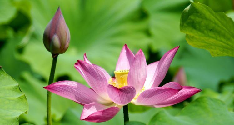 荷花象征着什么人？荷花的寓意和象征意义是什么？