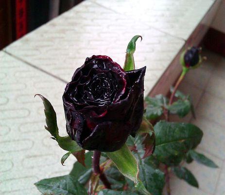 黑玫瑰代表什么意思？黑玫瑰的花语有哪些含义？