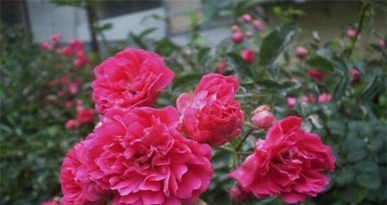 黑蔷薇花语代表什么含义？