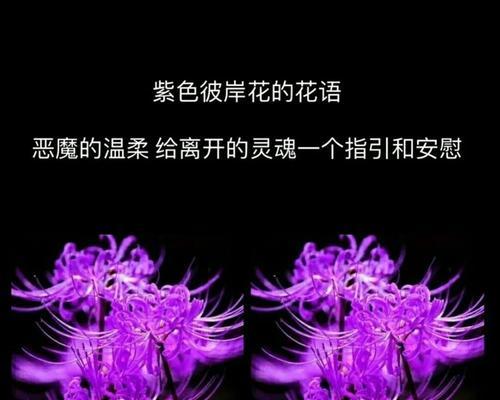 黑色彼岸花的花语是什么？如何正确解读？