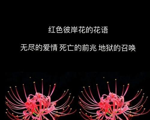 黑色彼岸花的花语是什么？如何正确解读？