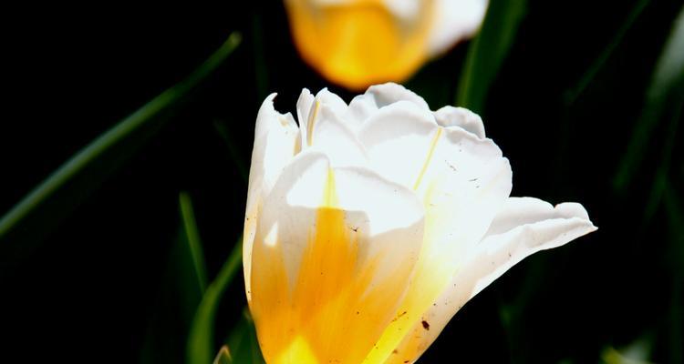 黑色郁金香代表忧郁吗？花语含义有哪些？