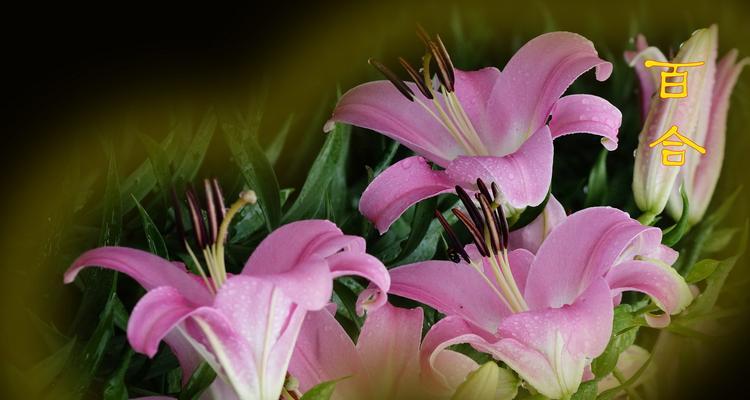 红百合花语是什么？如何表达爱意和祝福？