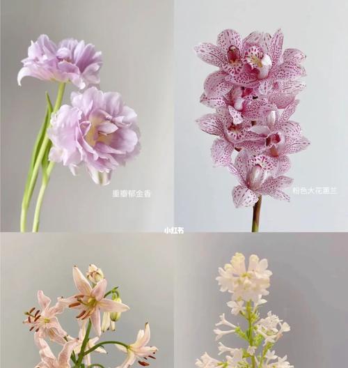 红丁香花语是什么？如何用红丁香表达爱意？
