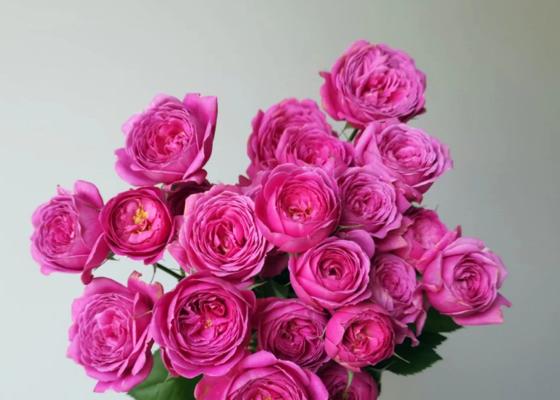 红丁香花语是什么？如何用红丁香表达爱意？