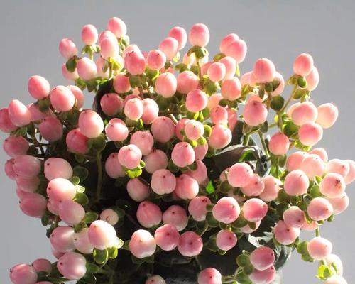 红豆花的花语是什么？如何用红豆花表达爱意？