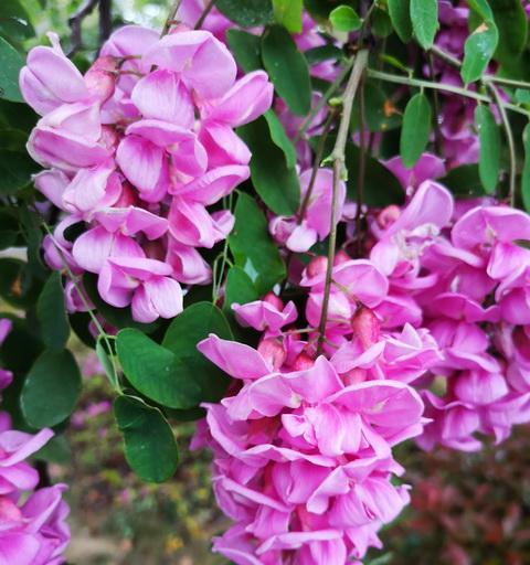 红花刺槐花语有哪些含义？
