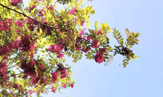 红花刺槐花语有哪些含义？