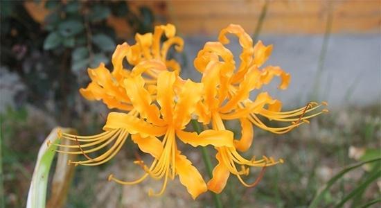 红花石蒜花语是什么？如何正确解读红花石蒜的含义？