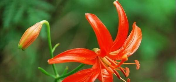 红花石蒜花语是什么？如何正确解读红花石蒜的含义？