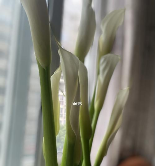 红马蹄莲花语是什么意思？如何正确解读红马蹄莲的花语？