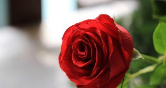 红玫瑰代表什么？红玫瑰花语有哪些含义？
