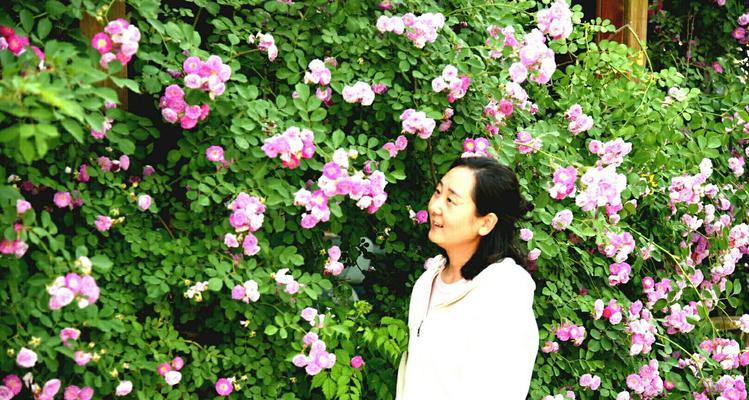 红蔷薇的花语是什么？如何表达爱意？