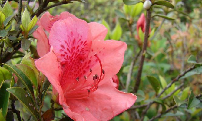 红色杜鹃花代表什么？红色杜鹃花的寓意和象征是什么？