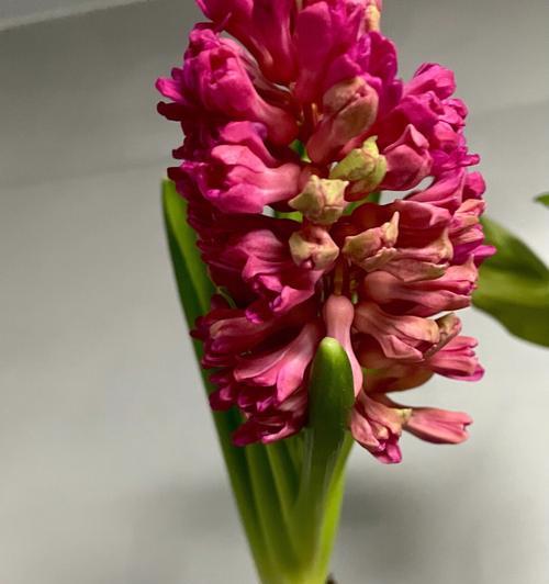 红色风信子的花语有哪些含义？