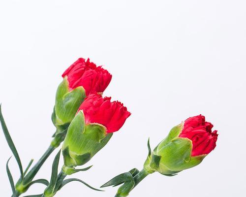 红色康乃馨代表什么？花语含义及送花场合有哪些？