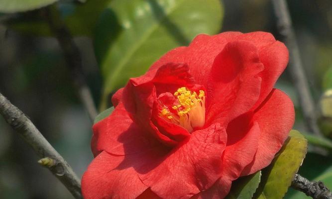 红色山茶花代表什么含义？
