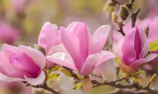 红玉兰花象征着什么？红玉兰花的寓意有哪些常见问题解答？