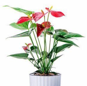 红掌花语是什么？如何正确解读红掌的花语含义？