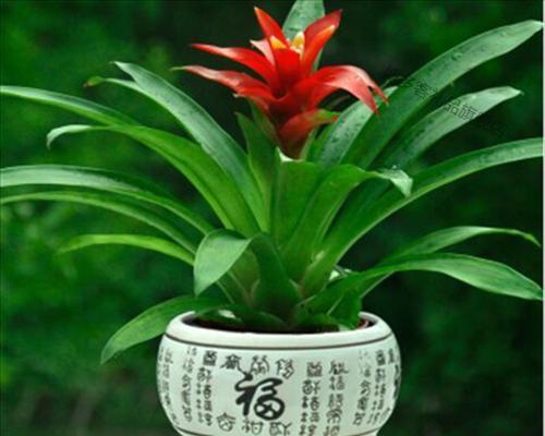 鸿运当头花代表什么？鸿运当头花的寓意有哪些常见问题？