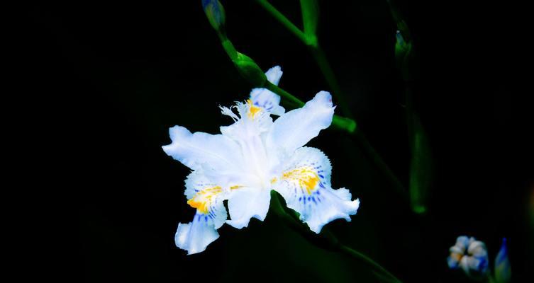 蝴蝶花花语是什么？如何用蝴蝶花表达爱意？