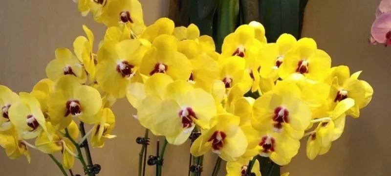 蝴蝶兰的寓意是什么？花语大全有哪些？
