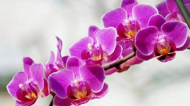 蝴蝶兰的寓意是什么？花语大全有哪些？