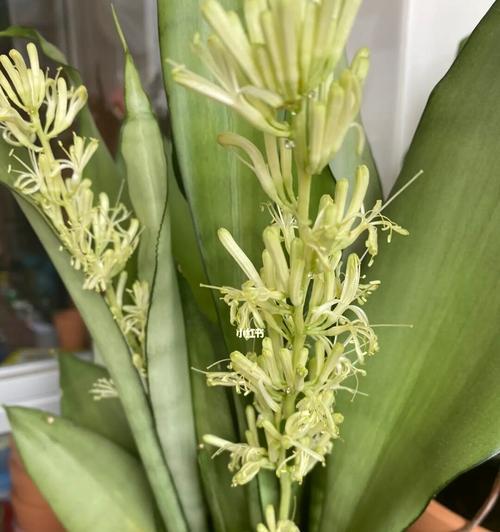 虎尾兰开花有什么寓意？虎尾兰的花语是什么？